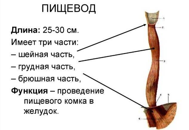 Что такое гастрит с очаговой кишечной метаплазией