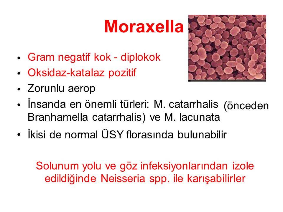 Moraxella branhamella catarrhalis в носу - wikimydoctor.ru