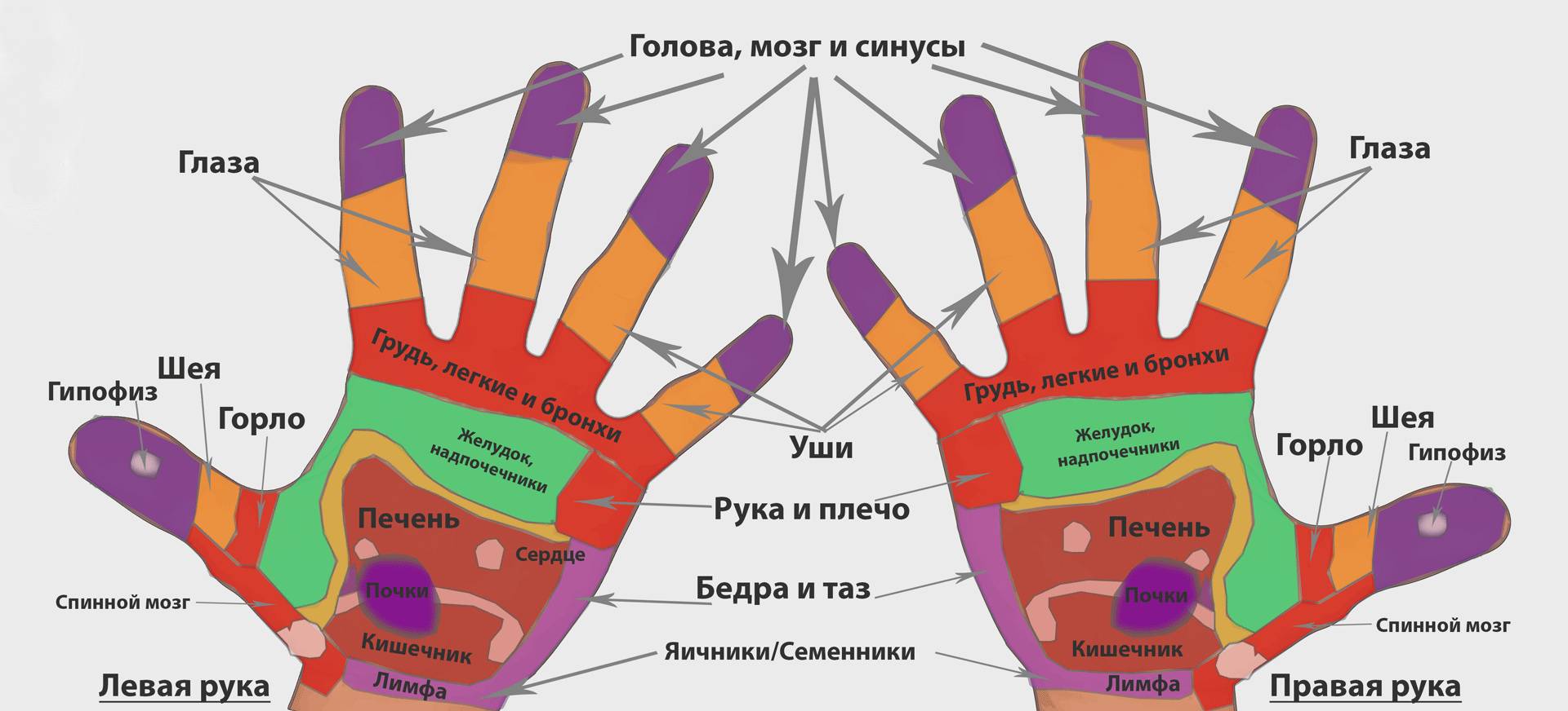 Точки на руках отвечающие за органы тела, пищеварения, слуха человека. фото с надписями правой, левой руки