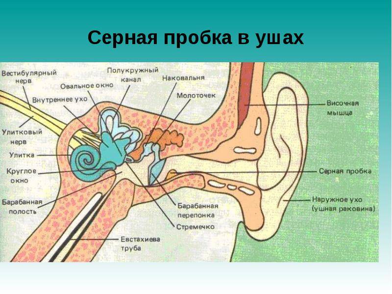 Заложило ухо после бассейна. Ухо серная пробка схема. Строение человеческого уха. Ухо человека схема строения. Строение уха человека анатомия.