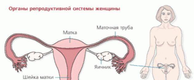 Болит яичник во время беременности. Яичники при беременности на ранних сроках. Расположение яичников у женщин. Расположение яичников у беременных. Расположение матки и яичников.