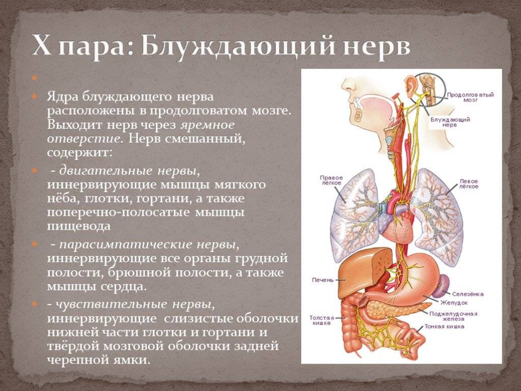 Парасимпатические черепные нервы. Ядро 10 пары черепно мозговых нервов. Блуждающий нерв двигательное ядро. Где находятся ядра блуждающего нерва. Блуждающий нерв иннервирует диафрагму.