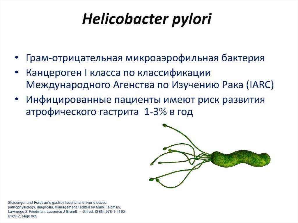 Ипп хеликобактер. Наиболее частая локализация Helicobacter pylori?. Заражение хеликобактер пилори симптомы. Бактерия хеликобактер пилори схема. Хеликобактер пилори систематика.