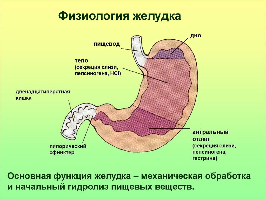 Частями желудка являются. Анатомия пищеварительная система строение желудка. Желудок строение и функции анатомия и физиология. Физиологические отделы желудка. Схема анатомических отделов желудка.