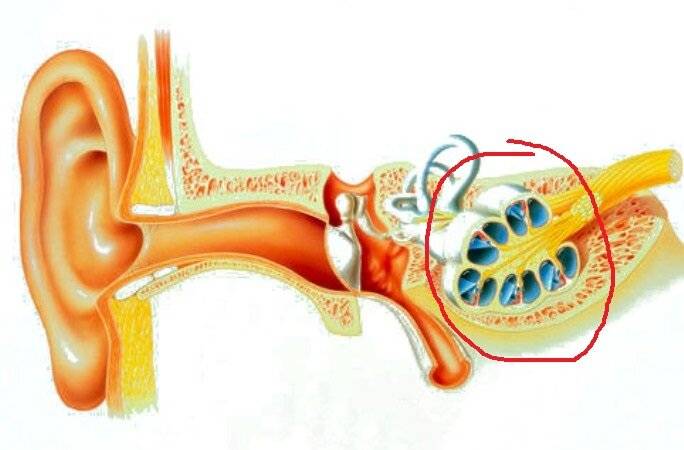 Болезнь внутреннего уха. Болезни внутреннего уха Меньера. Лабиринтит ЛОР болезни. Внутреннее ухо лабиринтит болезнь.