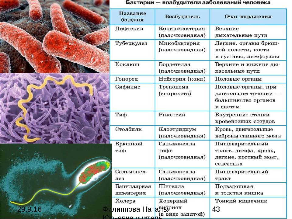 Чем опасны болезнетворные бактерии и какие заболевания они вызывают