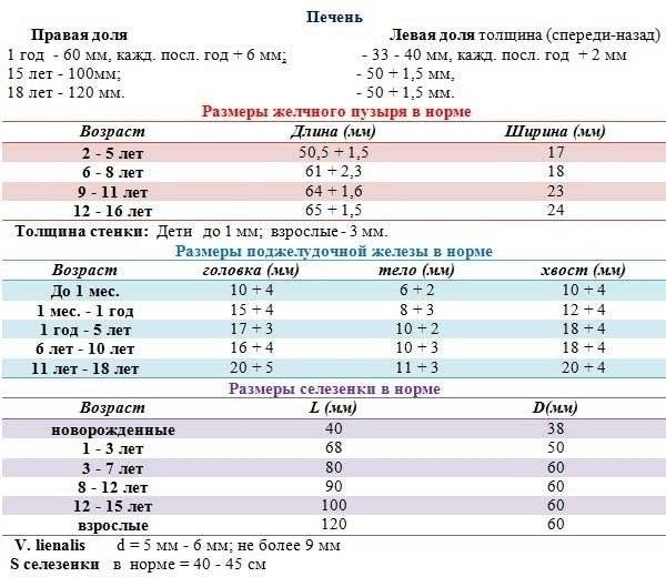 Размеры печени на узи норма