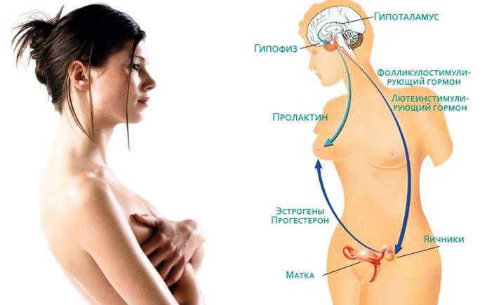 Пролактин повышен у женщины: причины и симптомы. советы гинеколога.