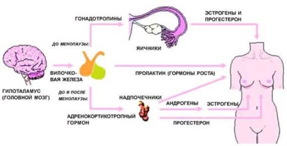 Гиперпролактинемия при беременности, причины, симптомы, лечение