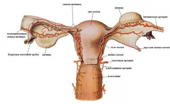 Анатомия матки: расположение, строение и функции