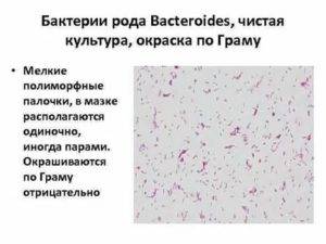 Бактериальная и небактериальная флора в мазке