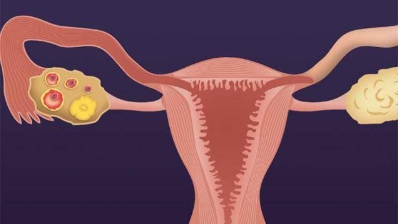 Овуляция губы. Менструальный цикл желтое тело. Овуляция. Менструация желтое тело.