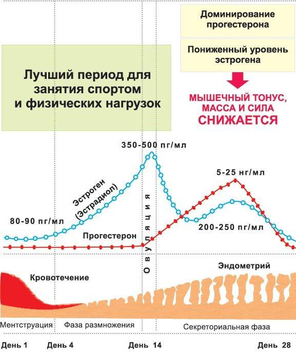 ᐉ повысить прогестерон у женщин при климаксе - sp-medic.ru