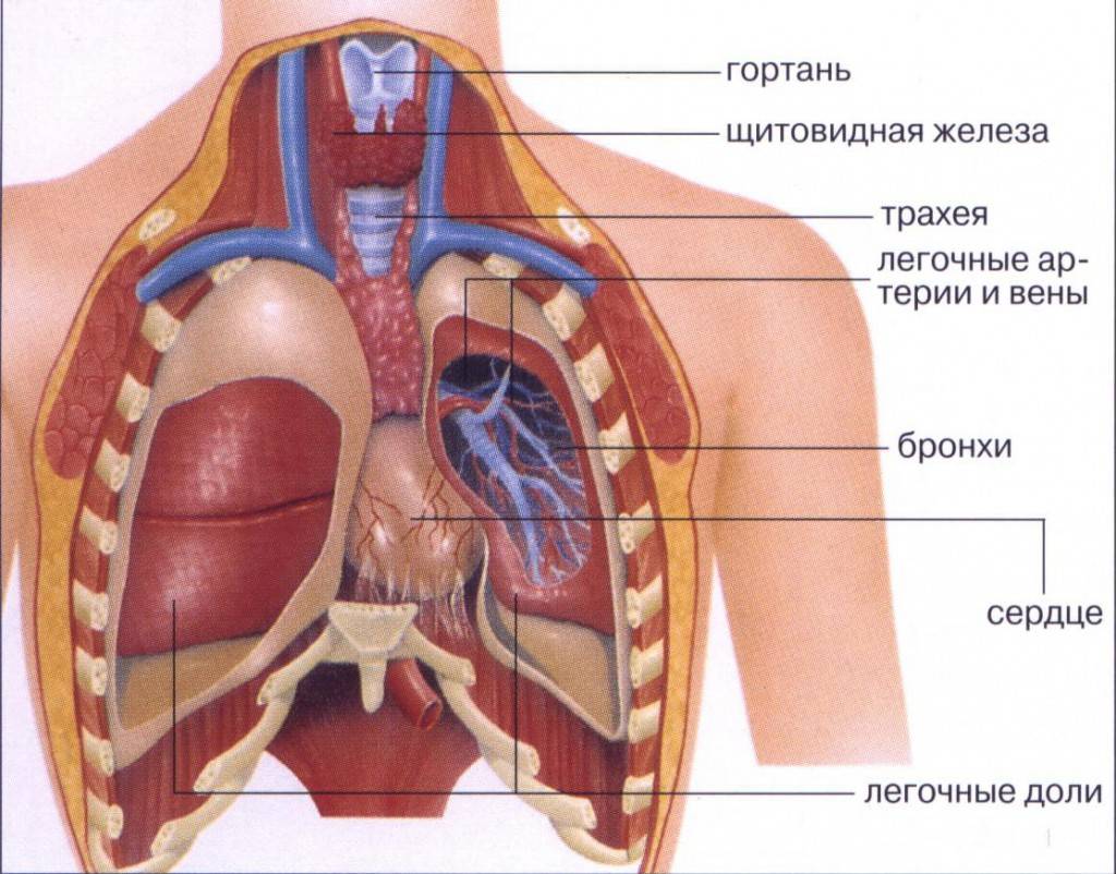 Рисунок органов грудной клетки