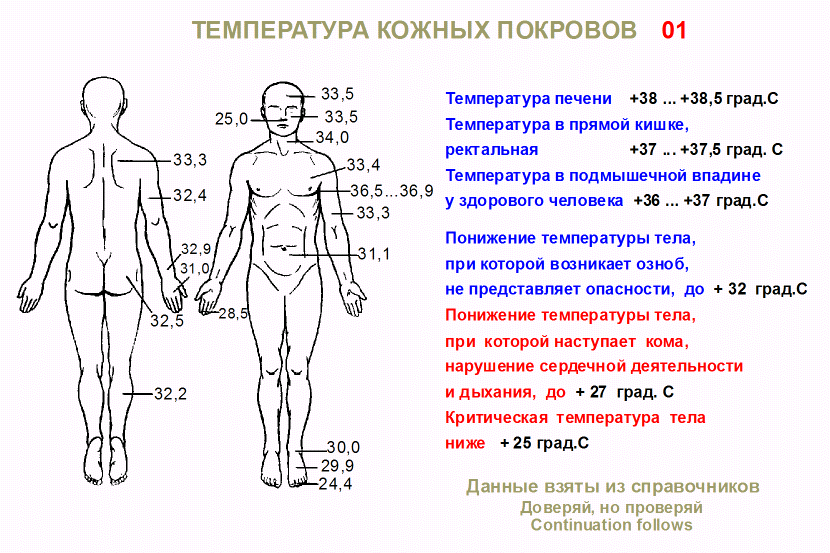 Температура вашего тела. Где какая температура тела у человека. Какая температура внутри тела человека. Границы температуры тела человека. Температура тела человке.