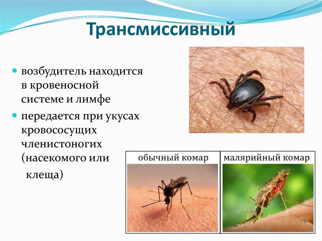 Какие инфекции передаются через укусы кровососущих насекомых. Трансмиссивный путь передачи заболевания. Трансмиссивный механизм передачи возбудителей. Пути передачи трансмиссивного механизма. Переносчики трансмиссивных инфекций.