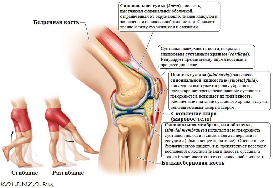 Болит колено при сгибании и разгибании - причины, симптомы, терапия