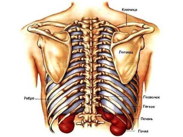 Боль в грудной клетке слева посередине | спина доктор
