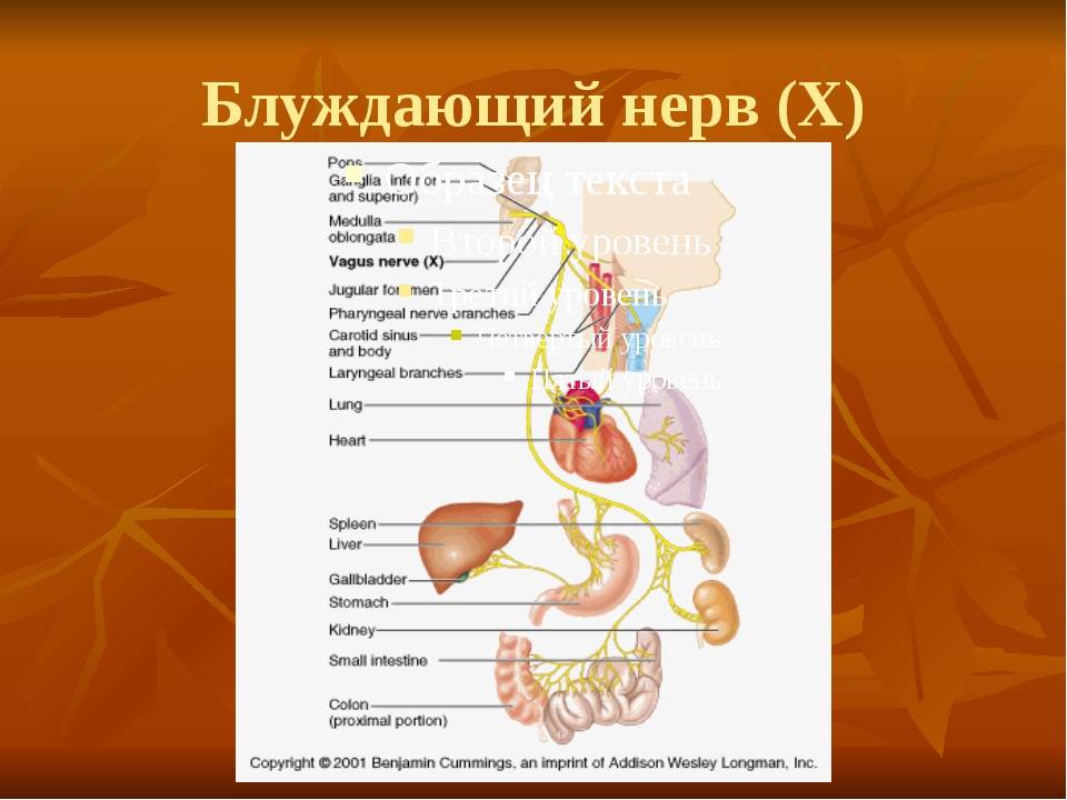 Воспаление блуждающего нерва. Блуждающего нерв (вагус). Блуждающий нерв анатомия физиология симптомы. Анатомия человека нерв блуждающий. Нерв вагус 10.
