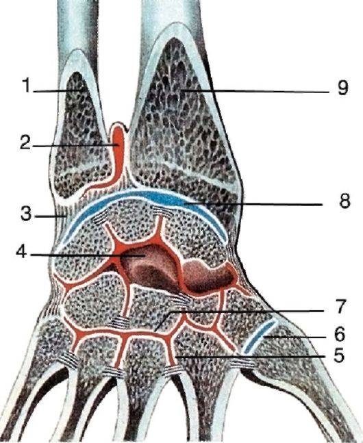 Лучезапястный сустав: строение (анатомия), функции и заболевания
