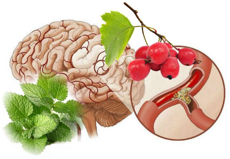 Какие продукты улучшают кровообращение. Атеросклероз сосудов головного мозга. Фитотерапия атеросклероза. Еда для мозга и сосудов головного мозга. Атеросклероз народная медицина.