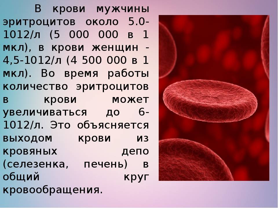 Эритроциты в крови у мужчин после 50