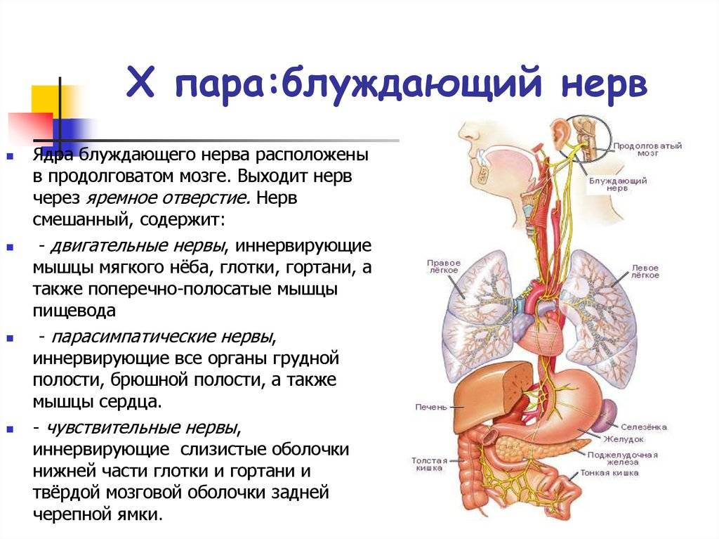 Регуляция блуждающего нерва