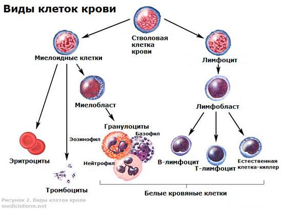 Лимфоциты у ребенка в крови: повышенные и пониженные, о чем это говорит, причины, норма лимфоцитов у ребенка / mama66.ru