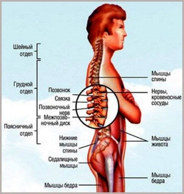 Болит слева от позвоночника. Боль в спине. Болит спина справа. Боль в спине справа ниже поясницы. Болит внизу позвоночника.