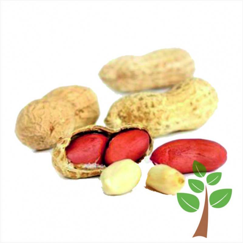 Можно ли орехи при гастрите: грецкие, арахис, кедровые, фундук
