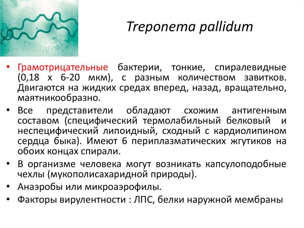 Treponema pallidum igм igg
