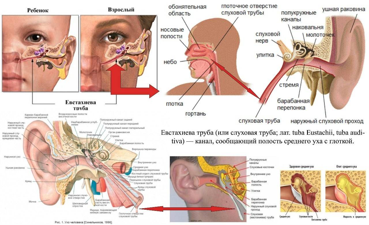 Воспаление носовых пазух, симптомы и лечение околоносовых придаточных пазух и слизистой оболочки