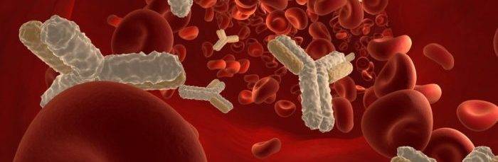 Что такое анализ крови на антитела к лямблиям, норма IgA, IgM, IgG