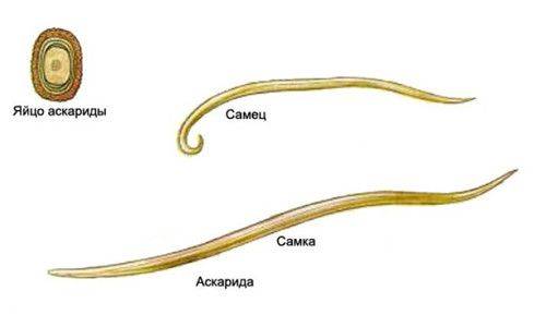 Как личинка аскариды распространяется по всему организму