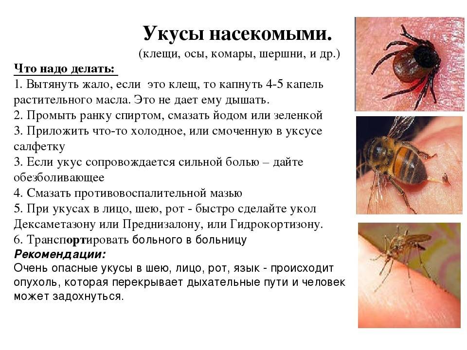 Как избежать укусов ос. Как отличить укусы насекомых.