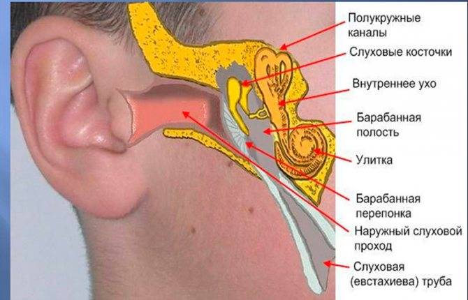 Пульсация в ухе: возможные причины, норма и патология, как лечить