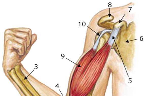 Болит рука от плеча до локтя: причины, чем лечить?