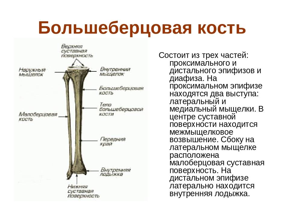Лучевая кость. строение лучевой кости.