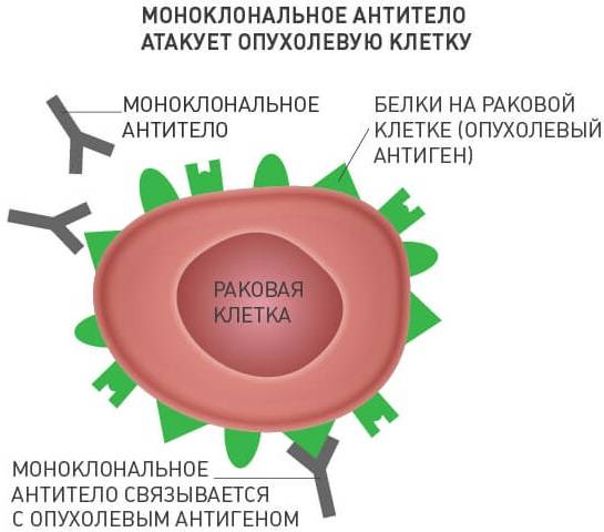 Моноклональные антитела при псориазе: цена, список препаратов