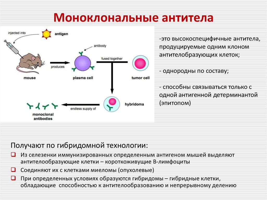 Моноклональные антитела: получение и применение в медицине