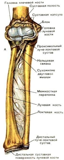 Проксимальный эпифиз плечевой кости