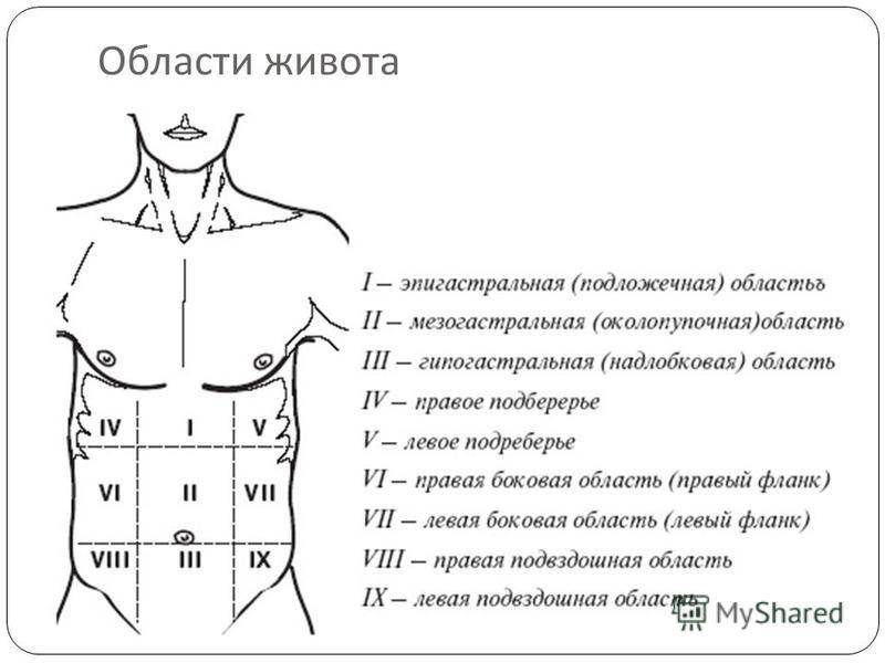 Эпигастрии справа. Отделы брюшной полости анатомия. Топографическая анатомия живота. Зоны брюшной полости схема. Топография области живота анатомия.