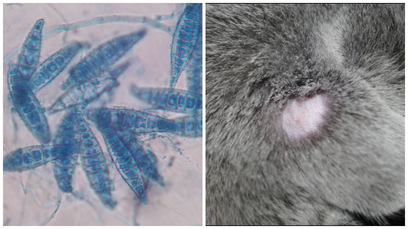 Можно ли заразиться лишаем от домашней кошки – первые признаки болезни, пути передачи и способы лечения