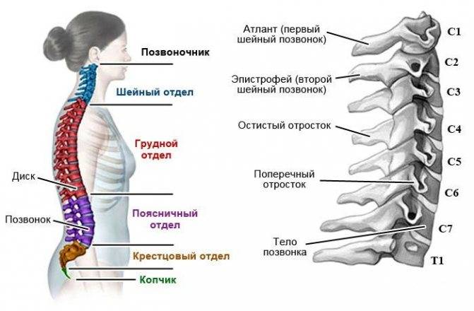 Рентген шеи нестабильность шейного отдела позвоночника