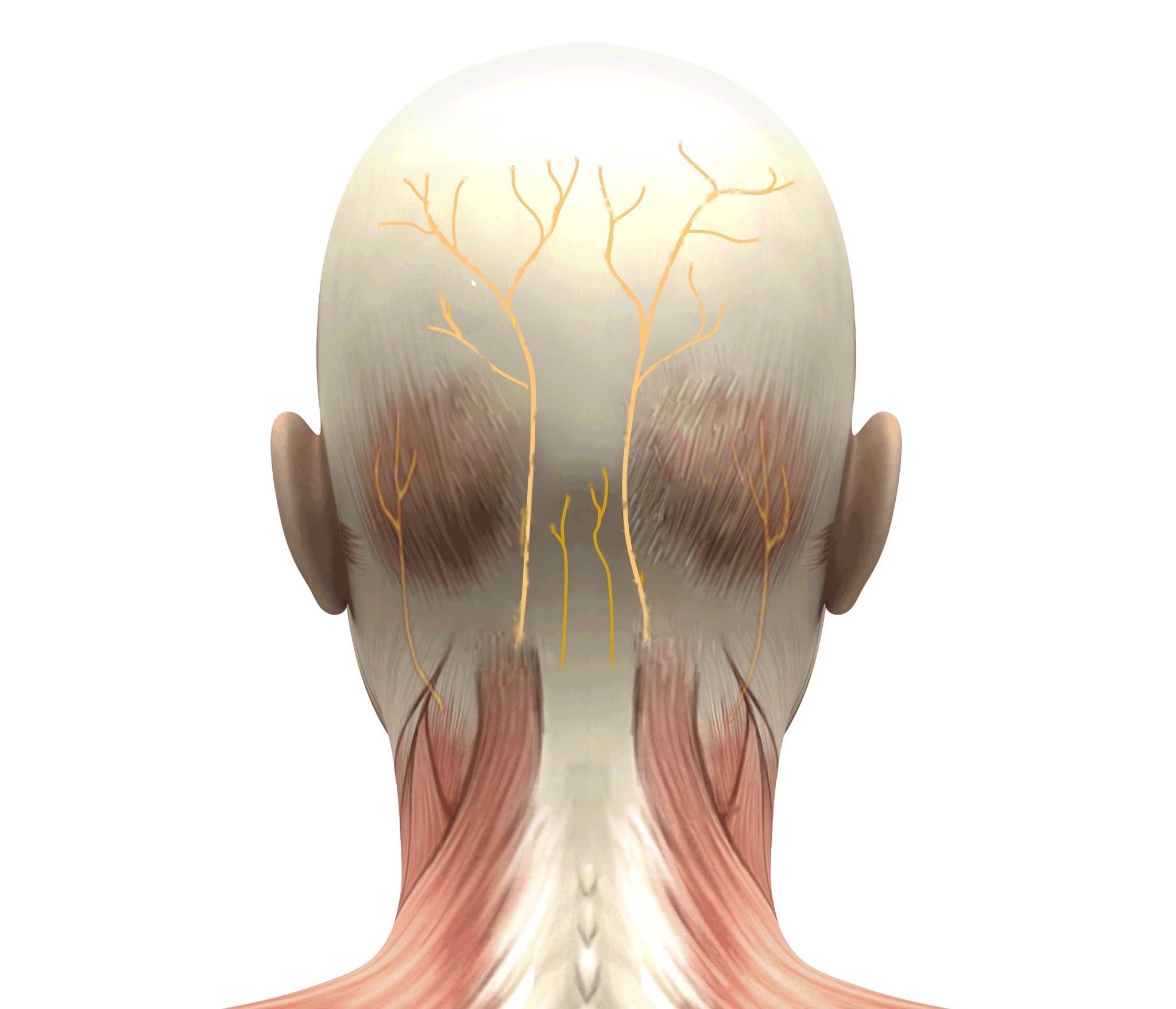 Часть шеи ниже затылка. Musculus semispinalis. Мышцы затылка. Мышцы головы затылок анатомия.