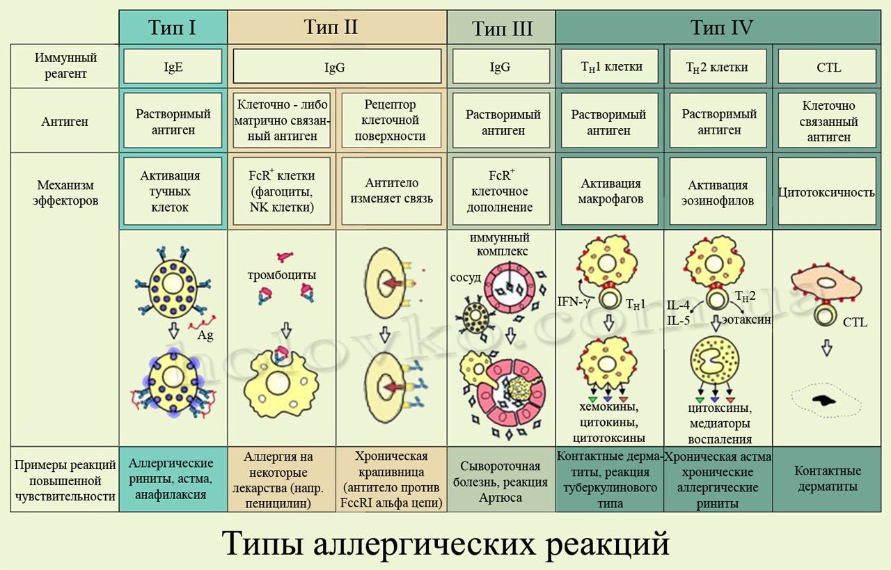 Классификация аллергических реакций по патогенетическому принципу (по механизму иммунной реакции) по джеллу и кумбсу (с дополнениями)