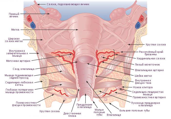 Схема расположения внутренних органов человека в организме мужчины и женщины - семейная клиника опора г. екатеринбург