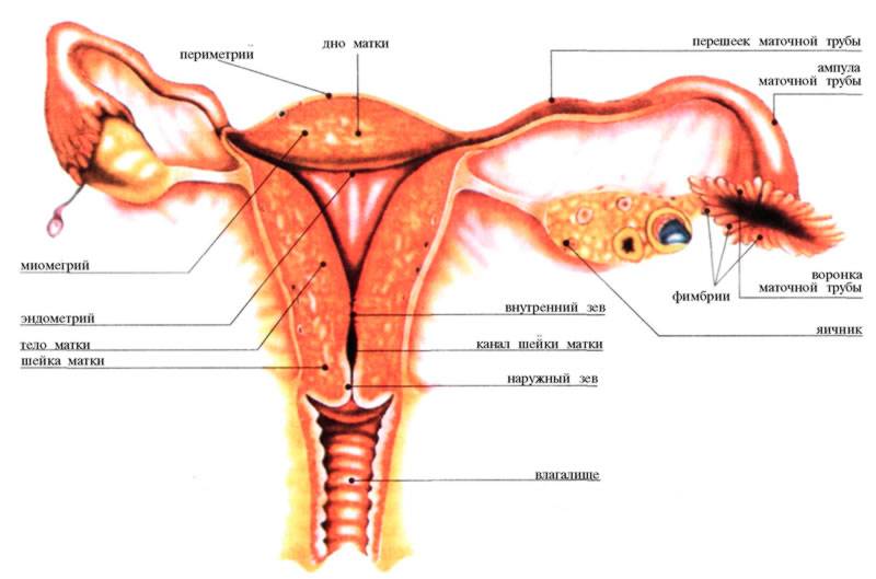 Как устроен малый таз у женщин, и что можно увидеть на фото в анатомическом атласе?