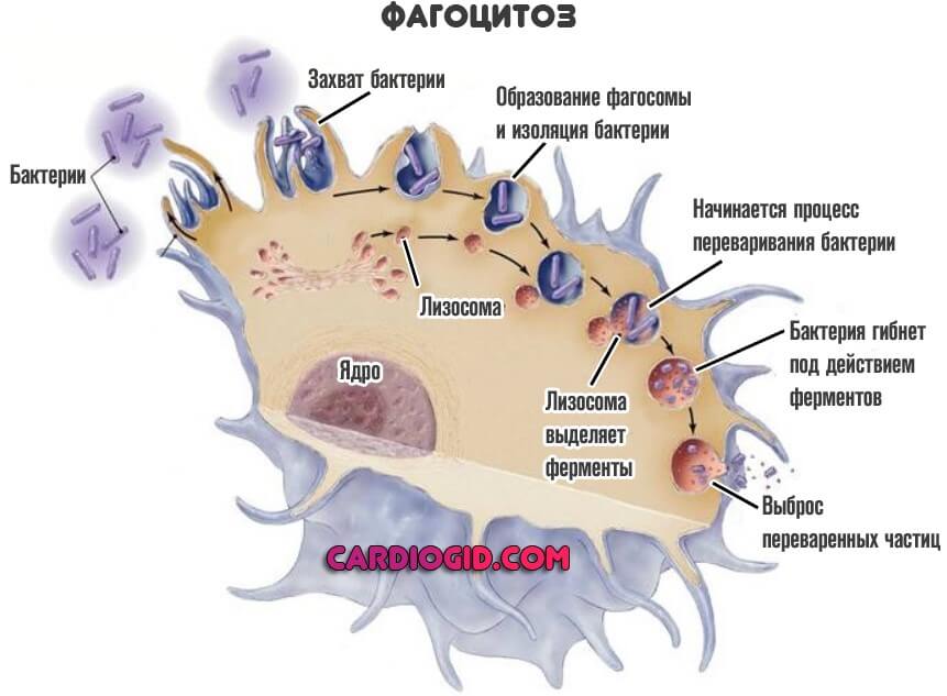 Явление захвата. Фагоциты строение. Фагоцитоз структура клетки. Лейкоциты фагоцитоз клетки. Клеточный фагоцитоз схема.