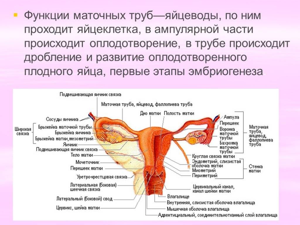 Строение матки: где находится, как выглядит, размеры, картинки и фото с описанием, анатомия женщины (придатки, связки, шейка) нерожавшей и беременной - женская жизньженская жизнь